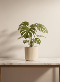 ceramic_pots - the_pot_studio Minimal_premium_ceramic_pots_for_desk_and_indoor_plants_in_India